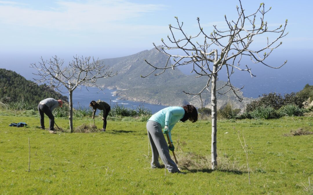 Voluntariat a La Trapa – GOB Mallorca